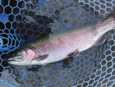 ひれピンニジマス連発！ ～フィッシング母袋～